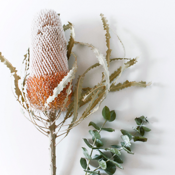 Banksia
